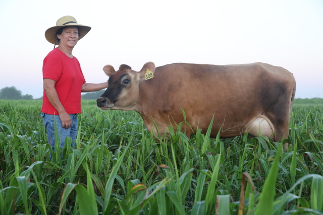 Stryk Jersey Farm 2