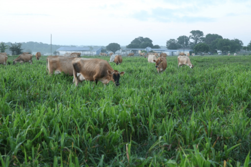 Stryk Jersey Farm 1