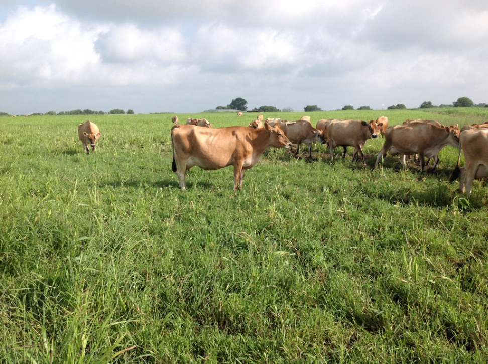 Stryk Jersey Farm 4