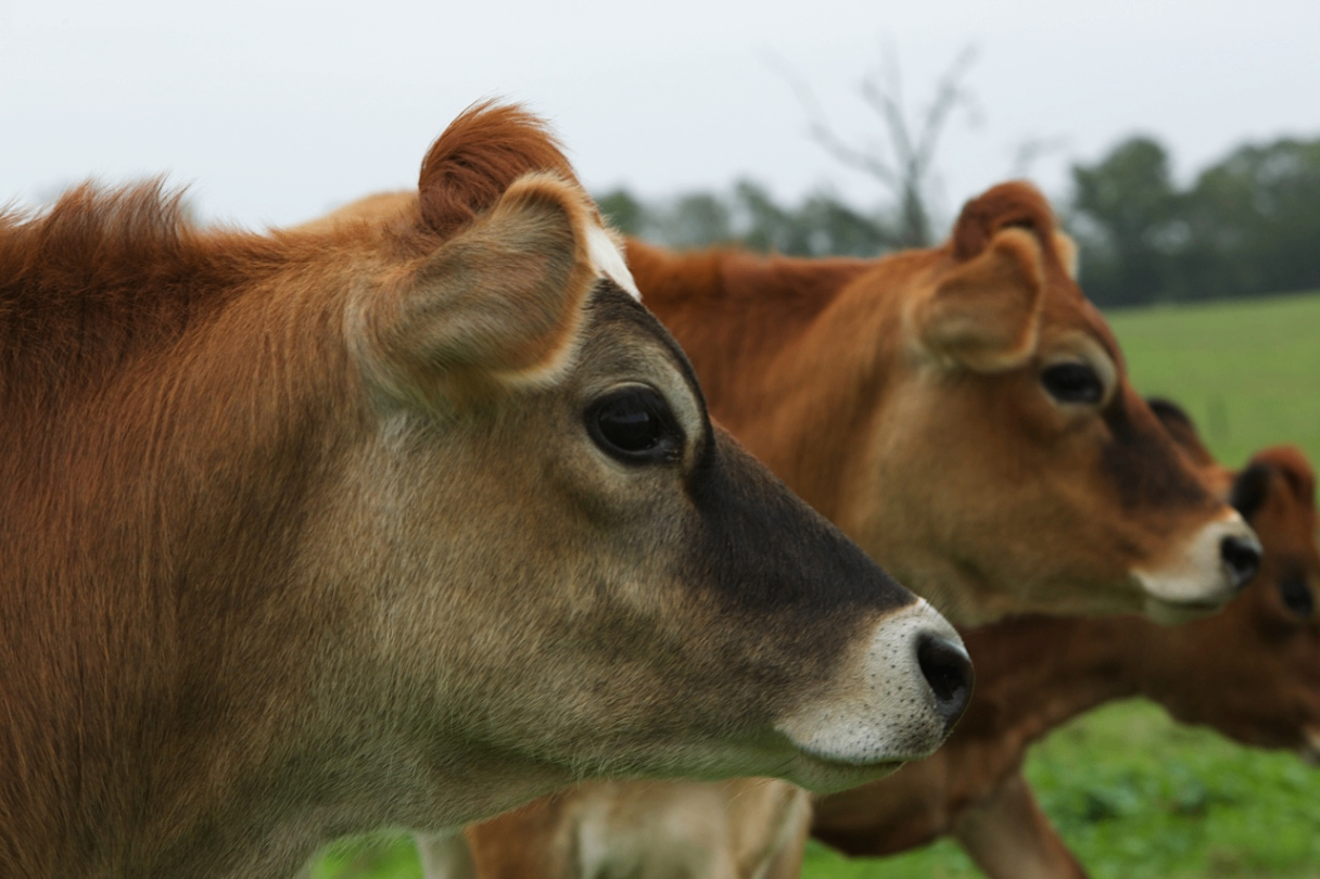 Stryk Jersey Farm 3