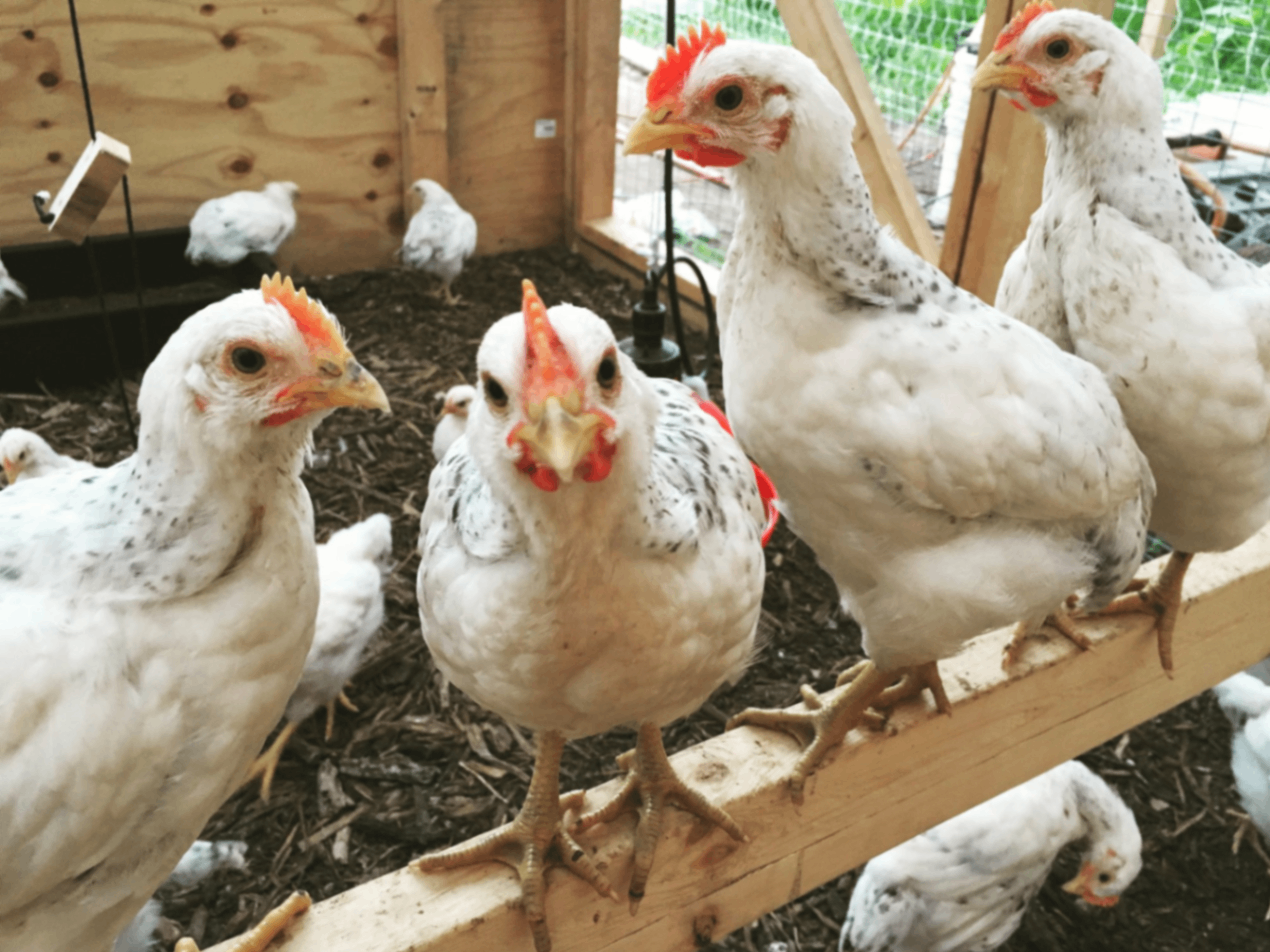 True Bird Farm 2