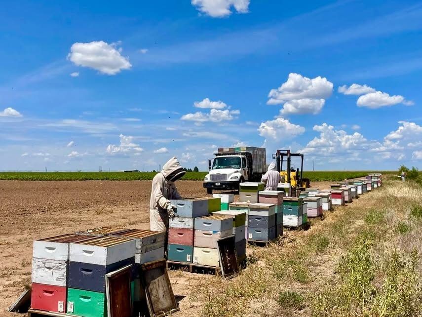 Holdman Honey 5