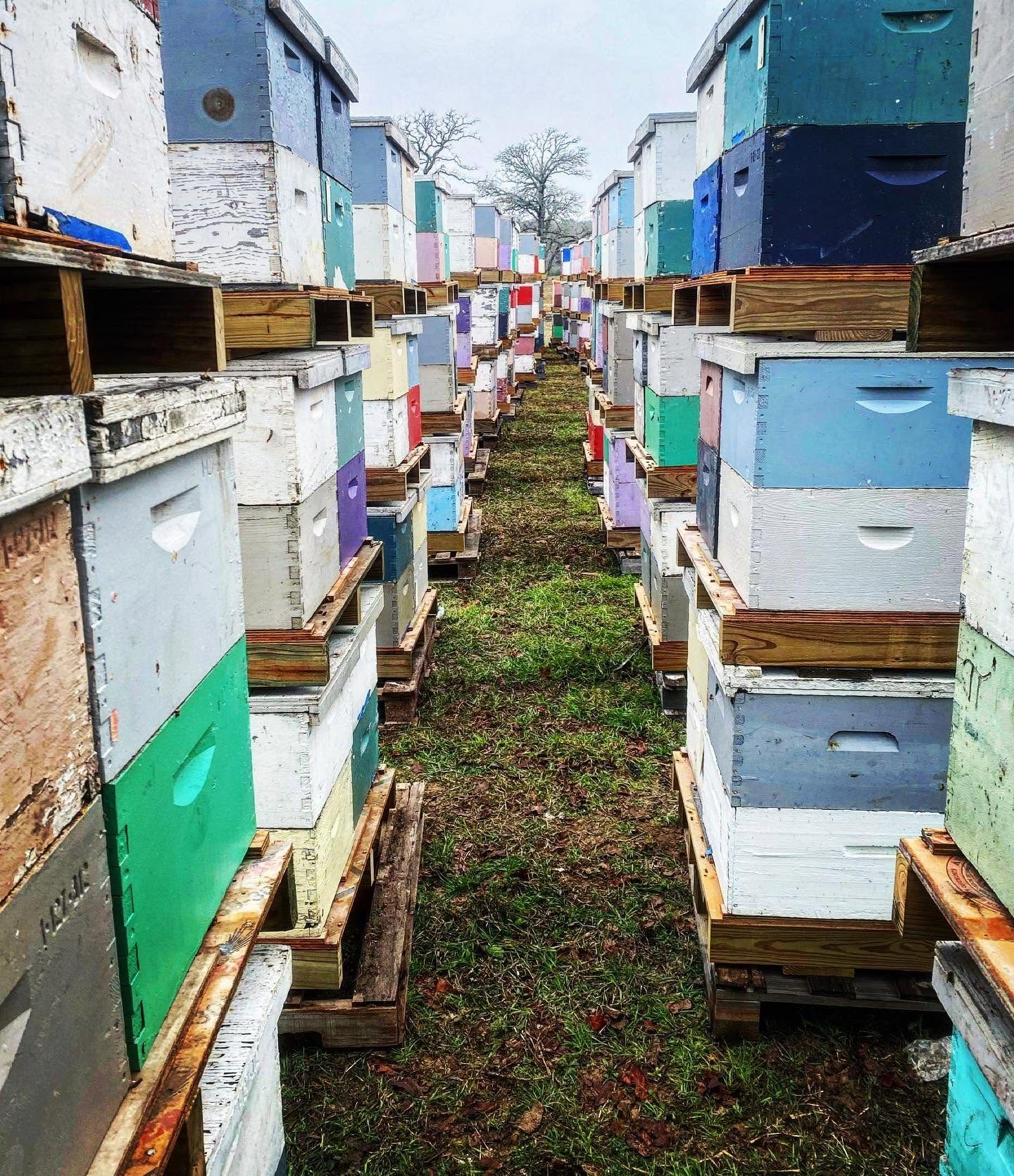 Holdman Honey 9