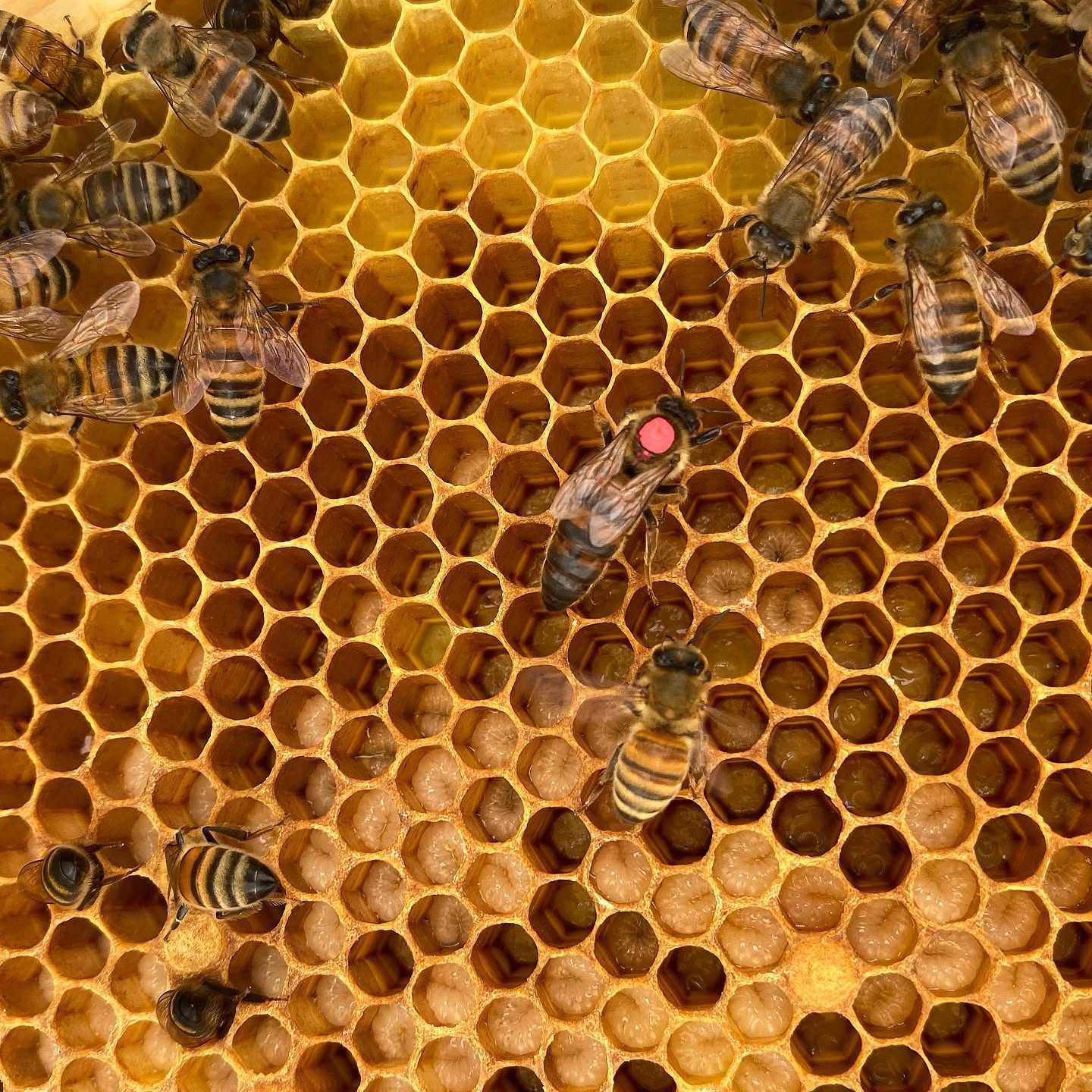 Holdman Honey 1