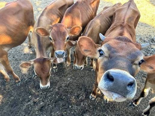Ash Acres Dairy Farm 2