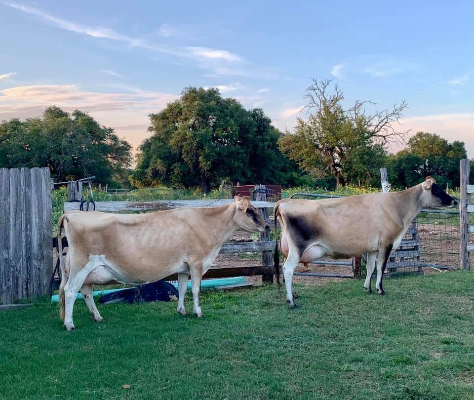Ash Acres Dairy Farm 5