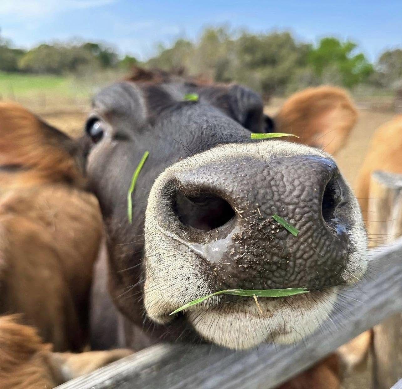 Ash Acres Dairy Farm 6