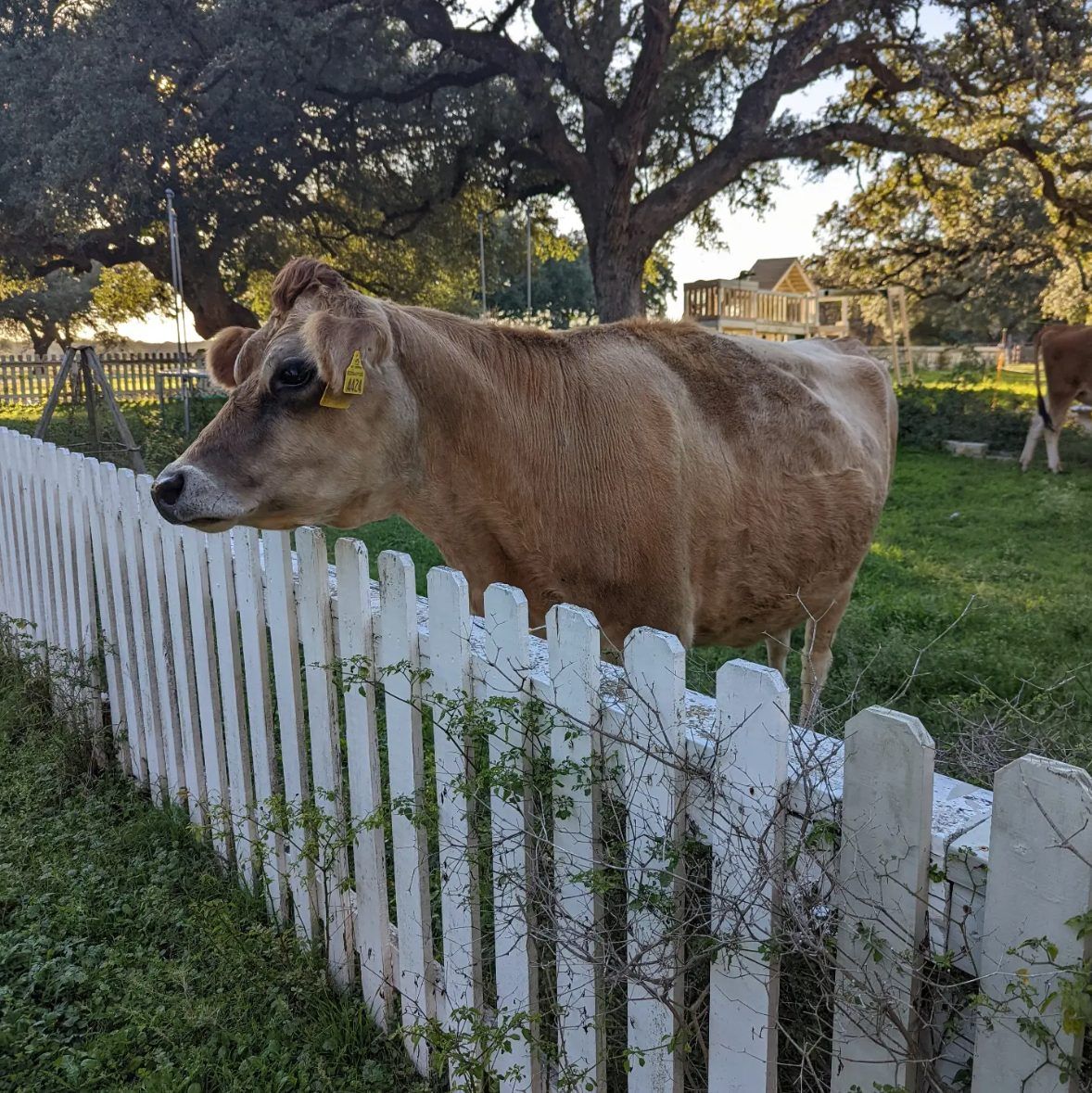 Behind the Oaks Farm 6