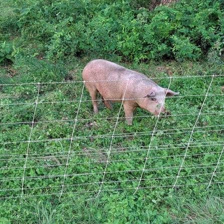 Behind the Oaks Farm 7