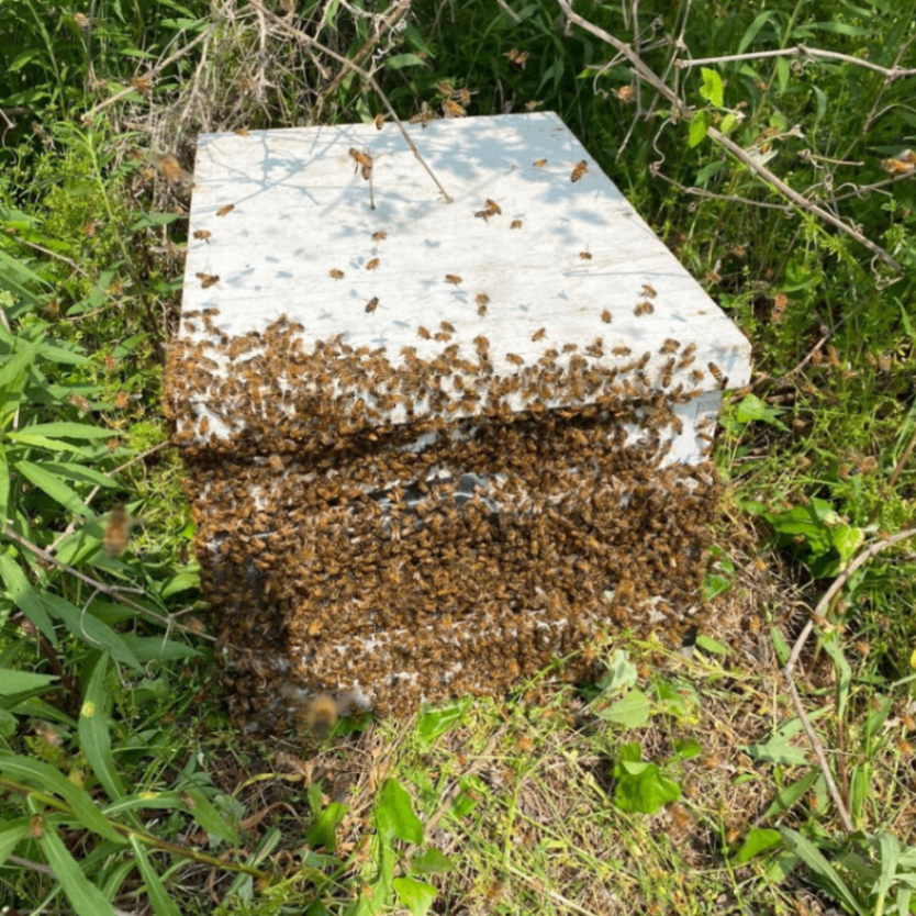 Austin Wildflower Honey 5