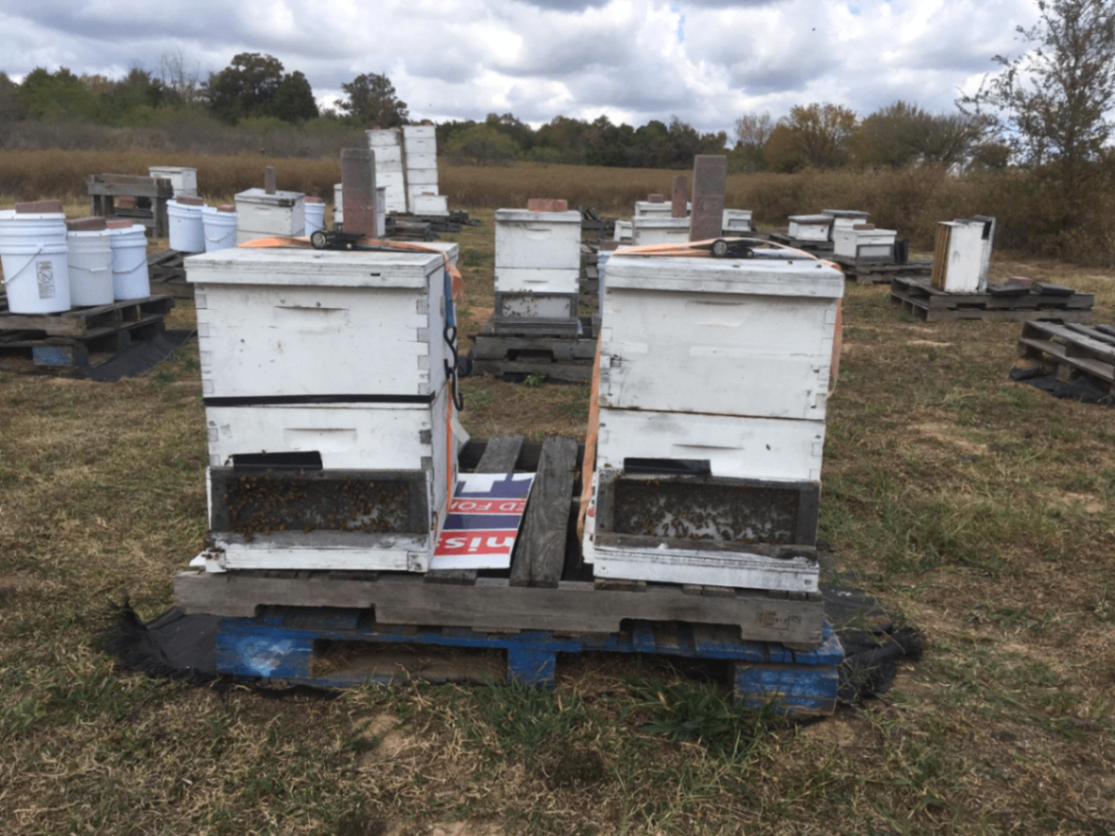 Austin Wildflower Honey 2