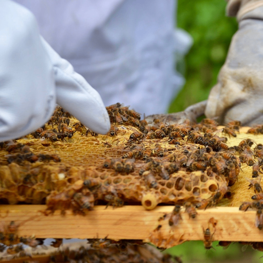 Austin Wildflower Honey 4