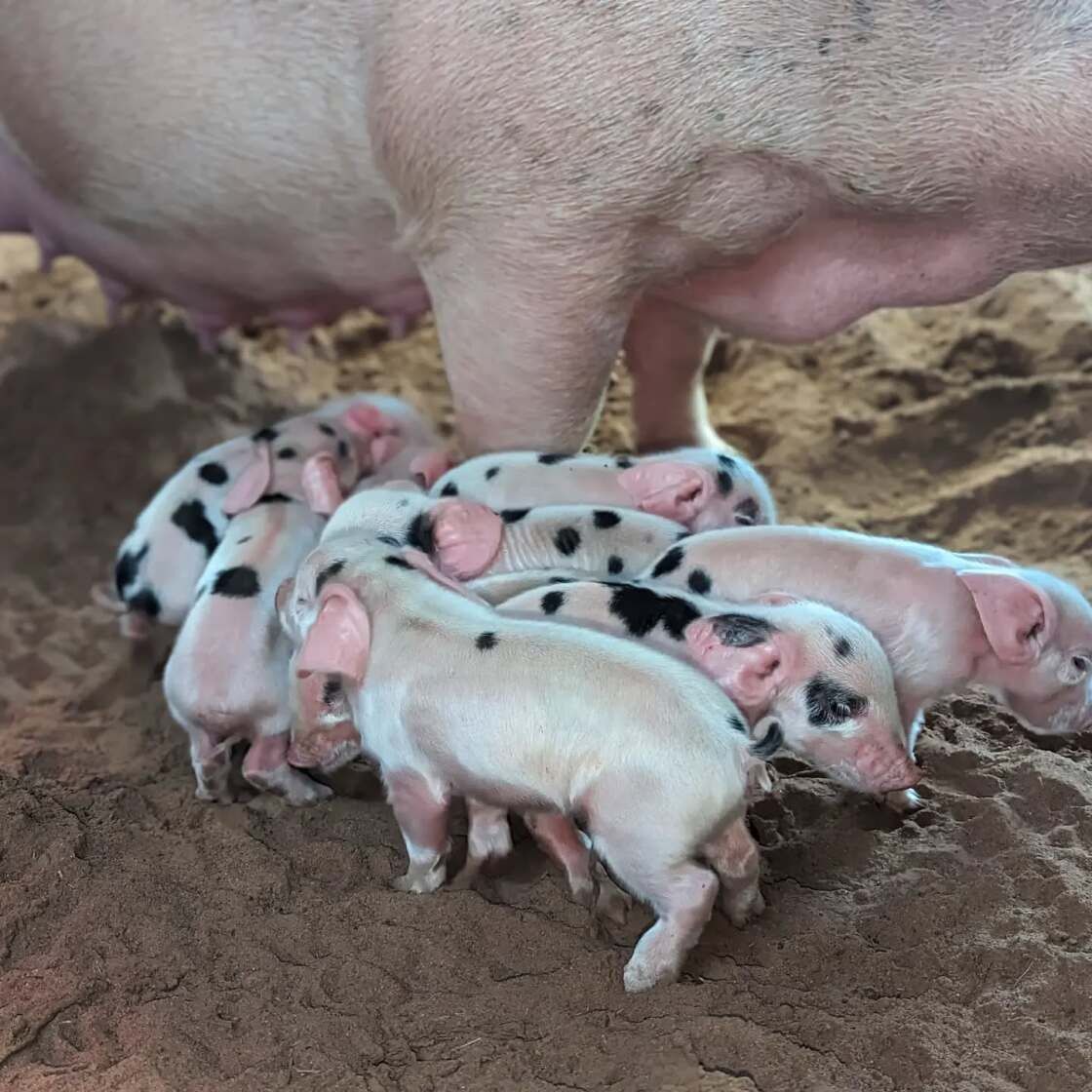 Wild Acres Farm TX 5