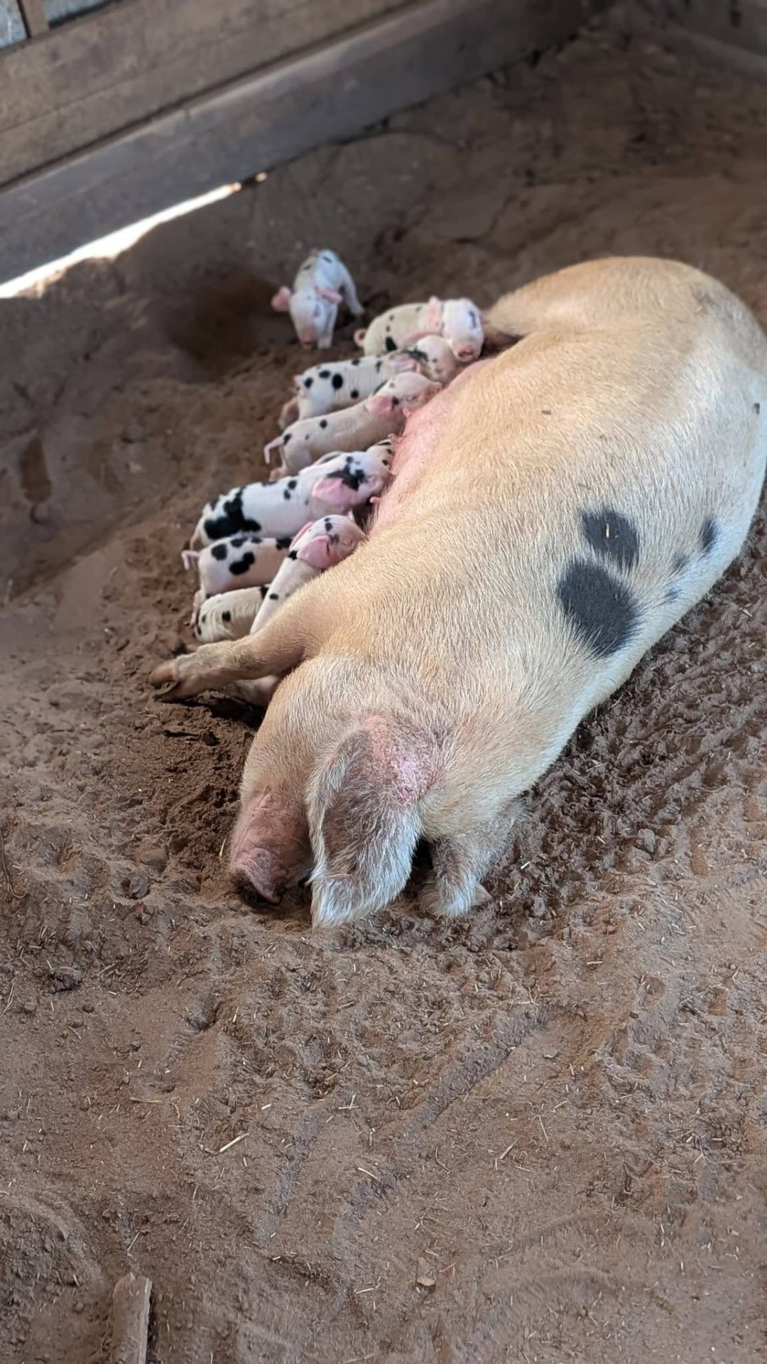 Wild Acres Farm TX 2