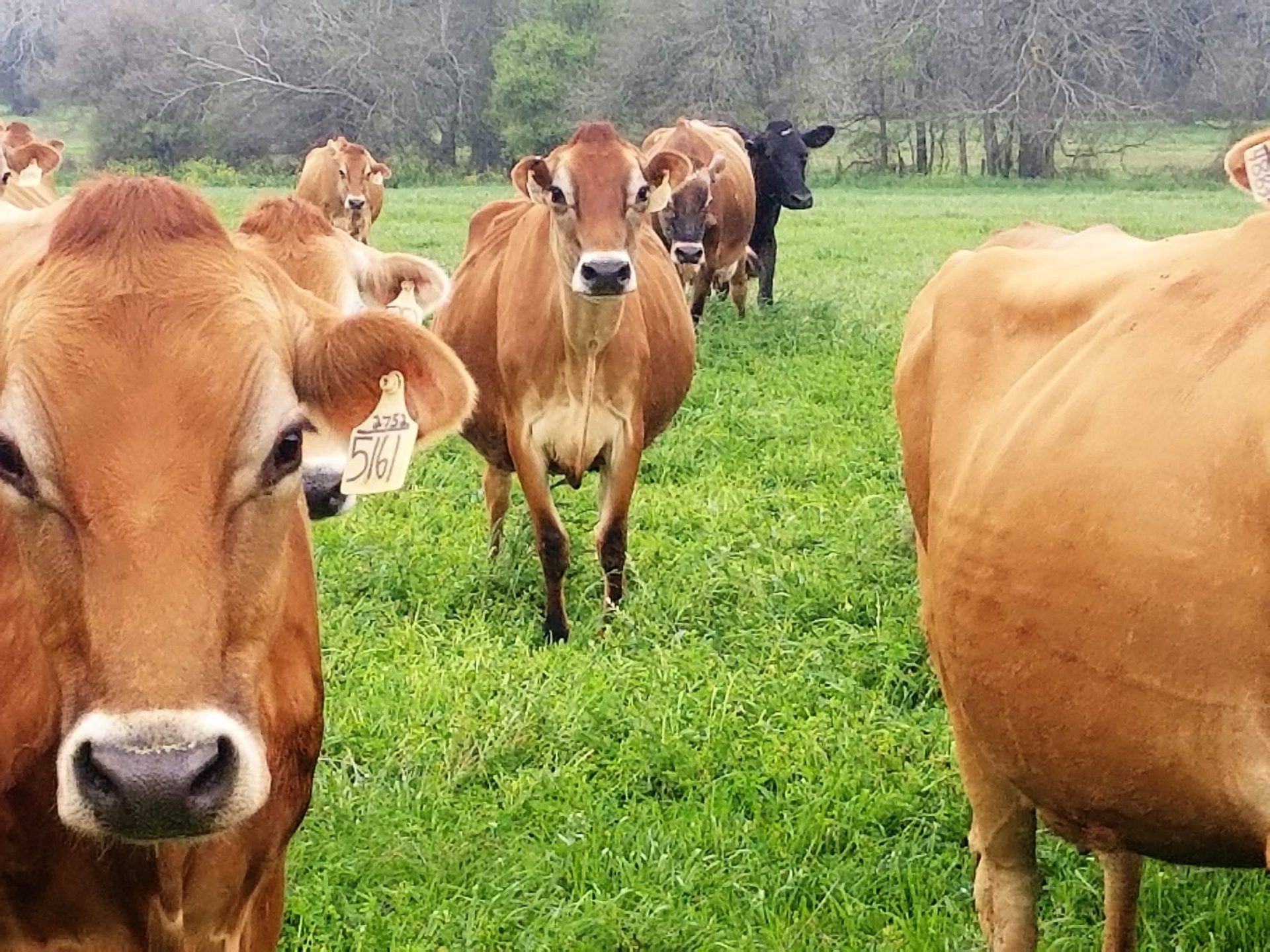 Four E Dairy Inc 3