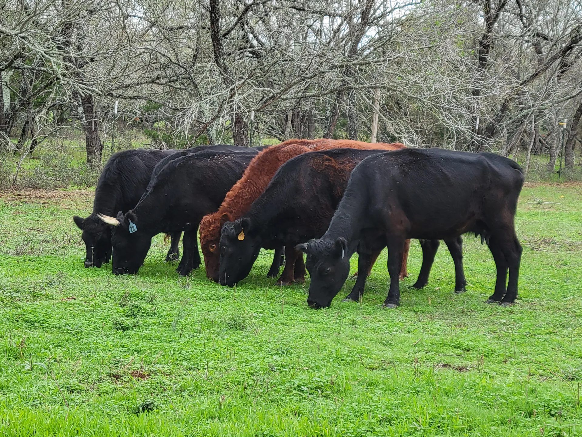 Rusty Star Ranch 5