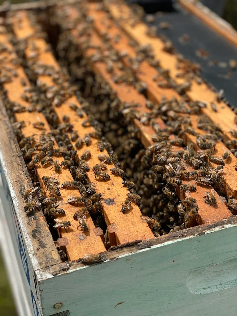 Two Hives Honey 6