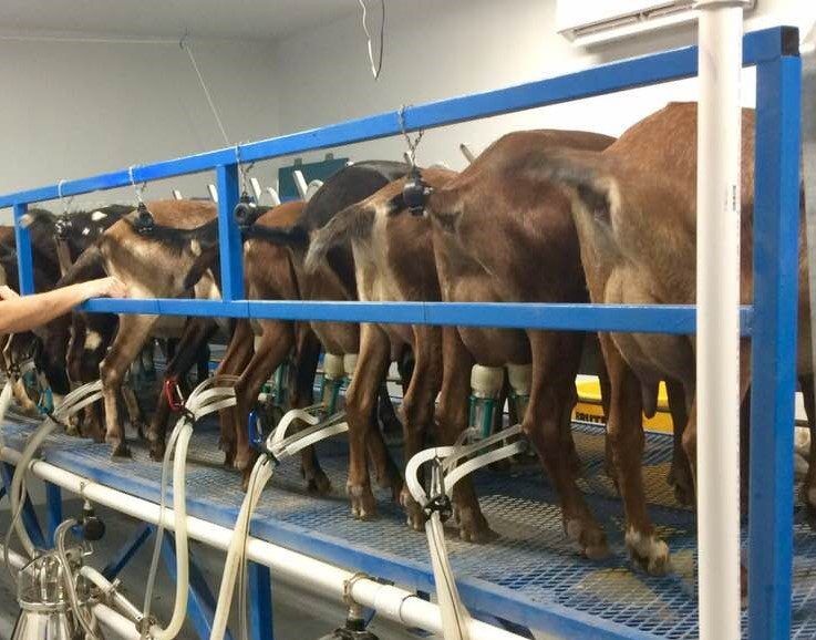 Goatilicious - Ragels Ziegenhof Dairy Goat Farm 3