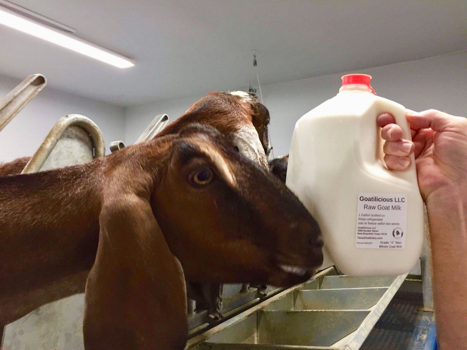 Goatilicious - Ragels Ziegenhof Dairy Goat Farm 5