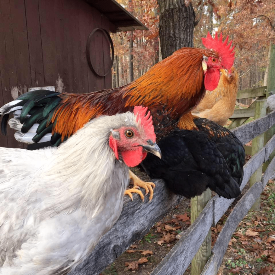 Tuckaway Farm 5