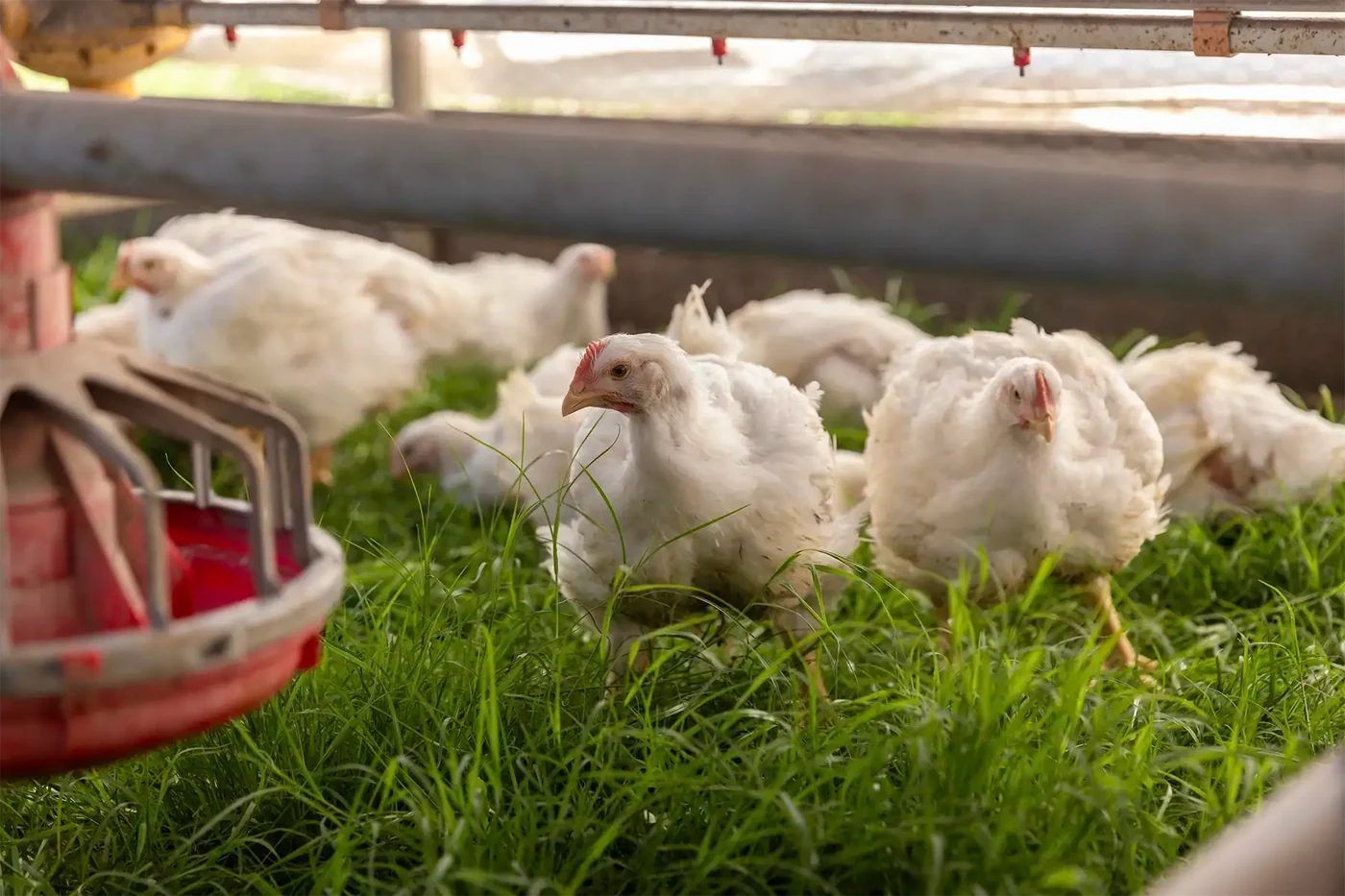 Greener Pastures Chicken 2
