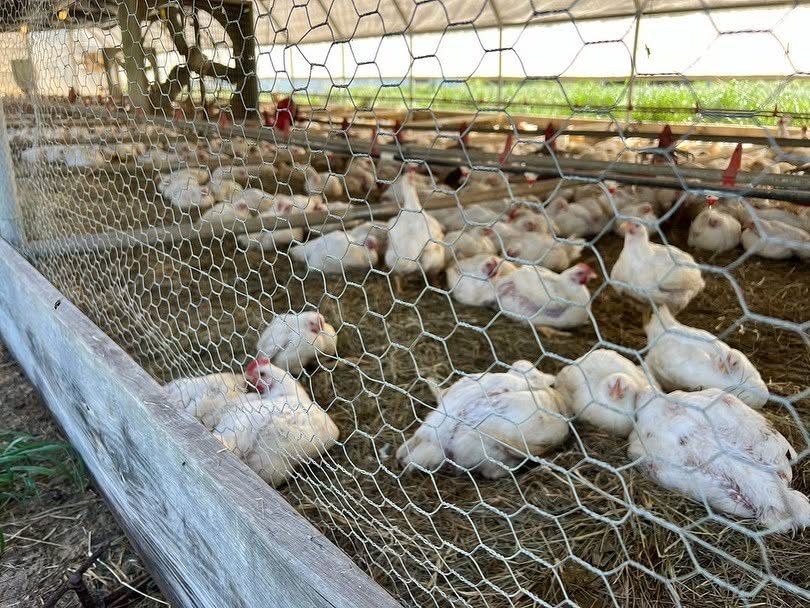 Greener Pastures Chicken 4