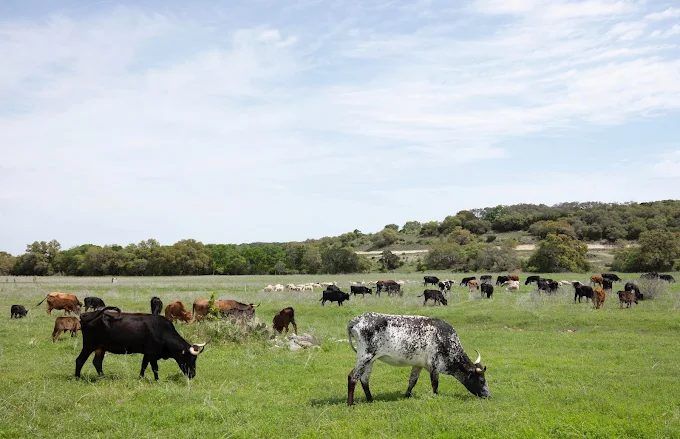 Pure Pastures Ranch Store 5