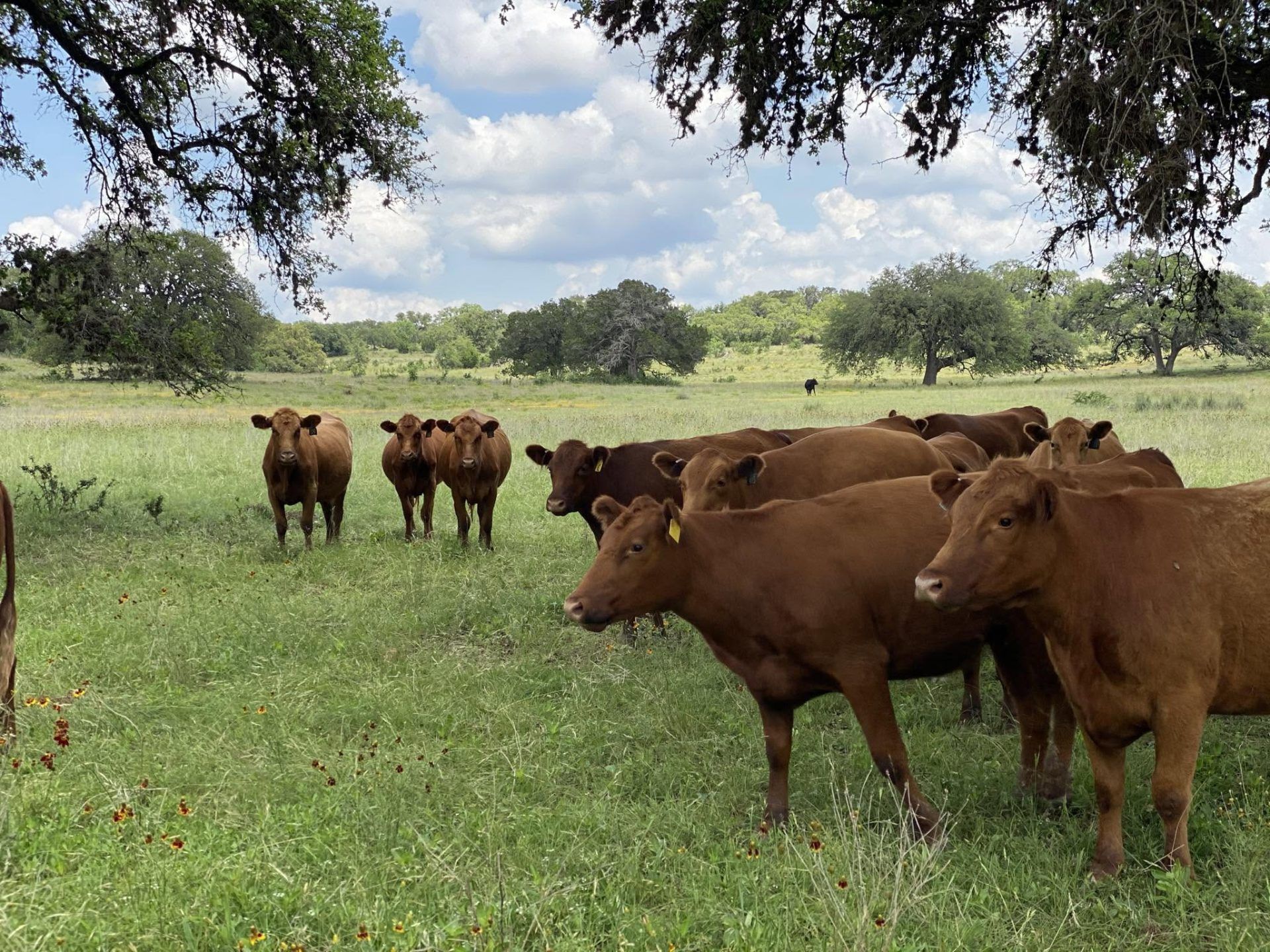 Pure Pastures Ranch Store 1