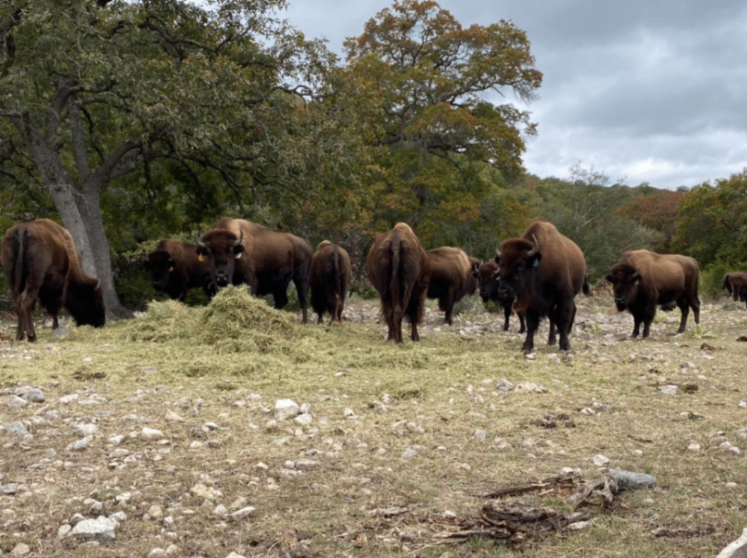 Apache Spirit Bison Co. 1