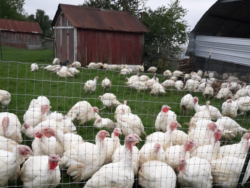 Richardson Farms 7