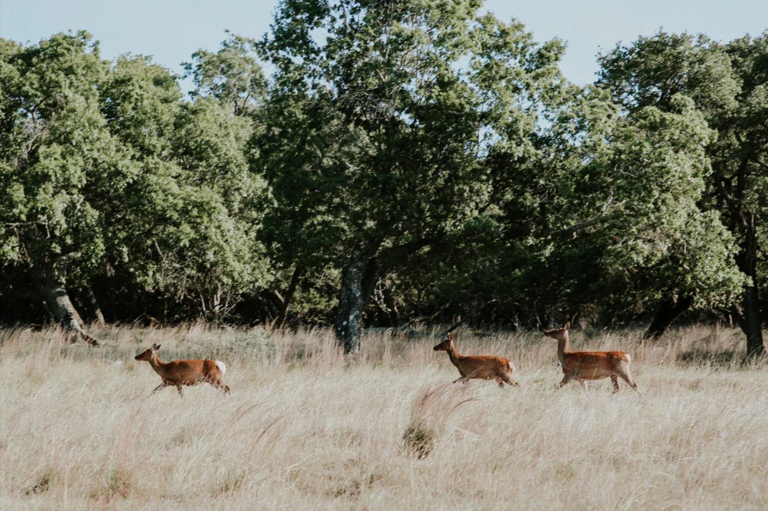 Broken Arrow Ranch 1