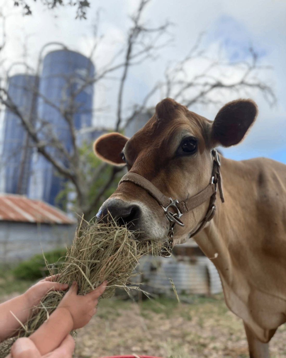 The Jersey Barnyard 1