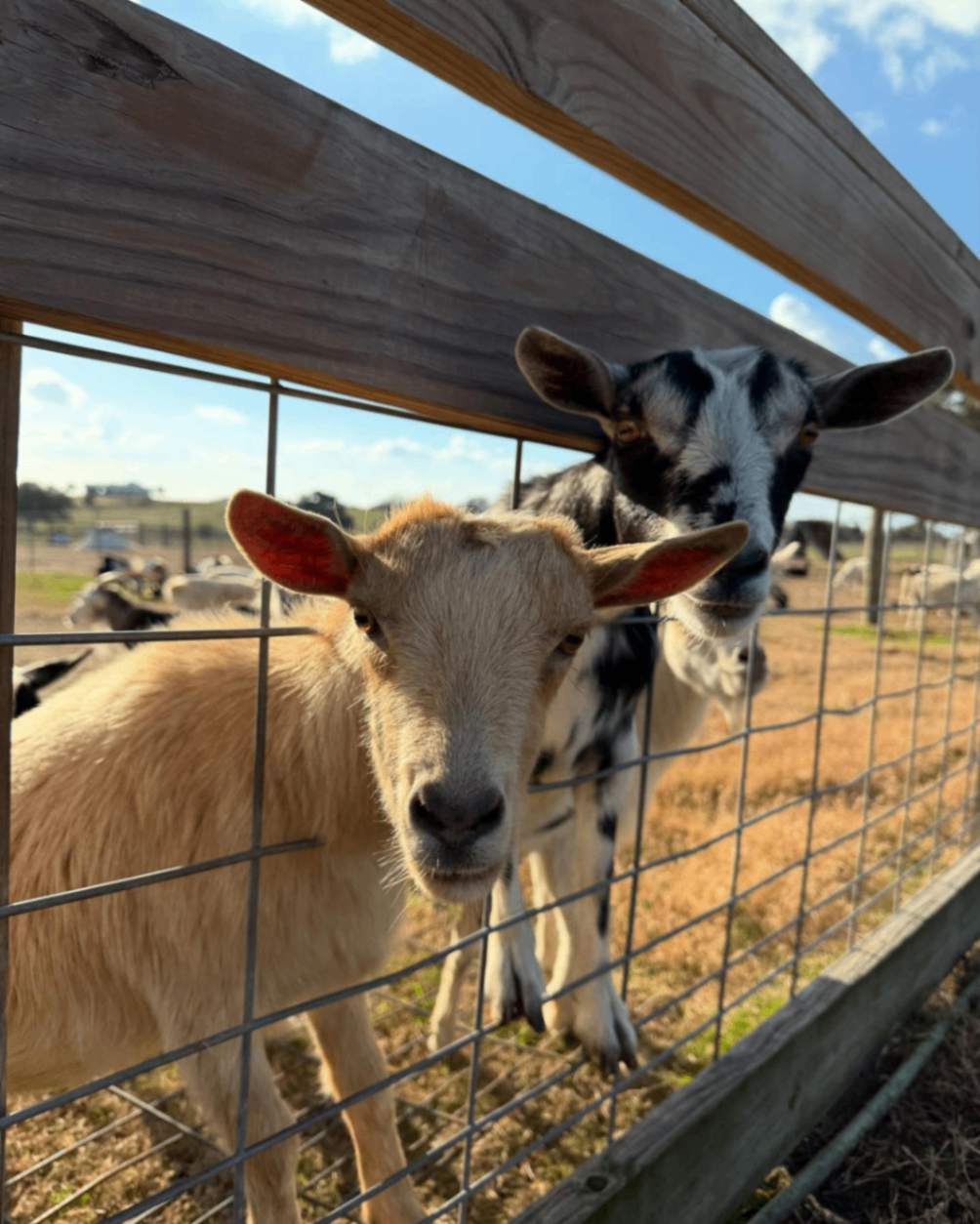 The Jersey Barnyard 5