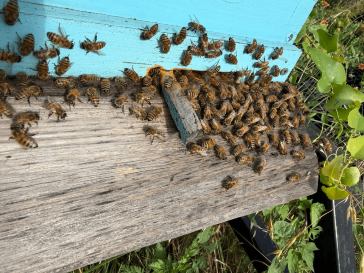 Round Rock Honey 4