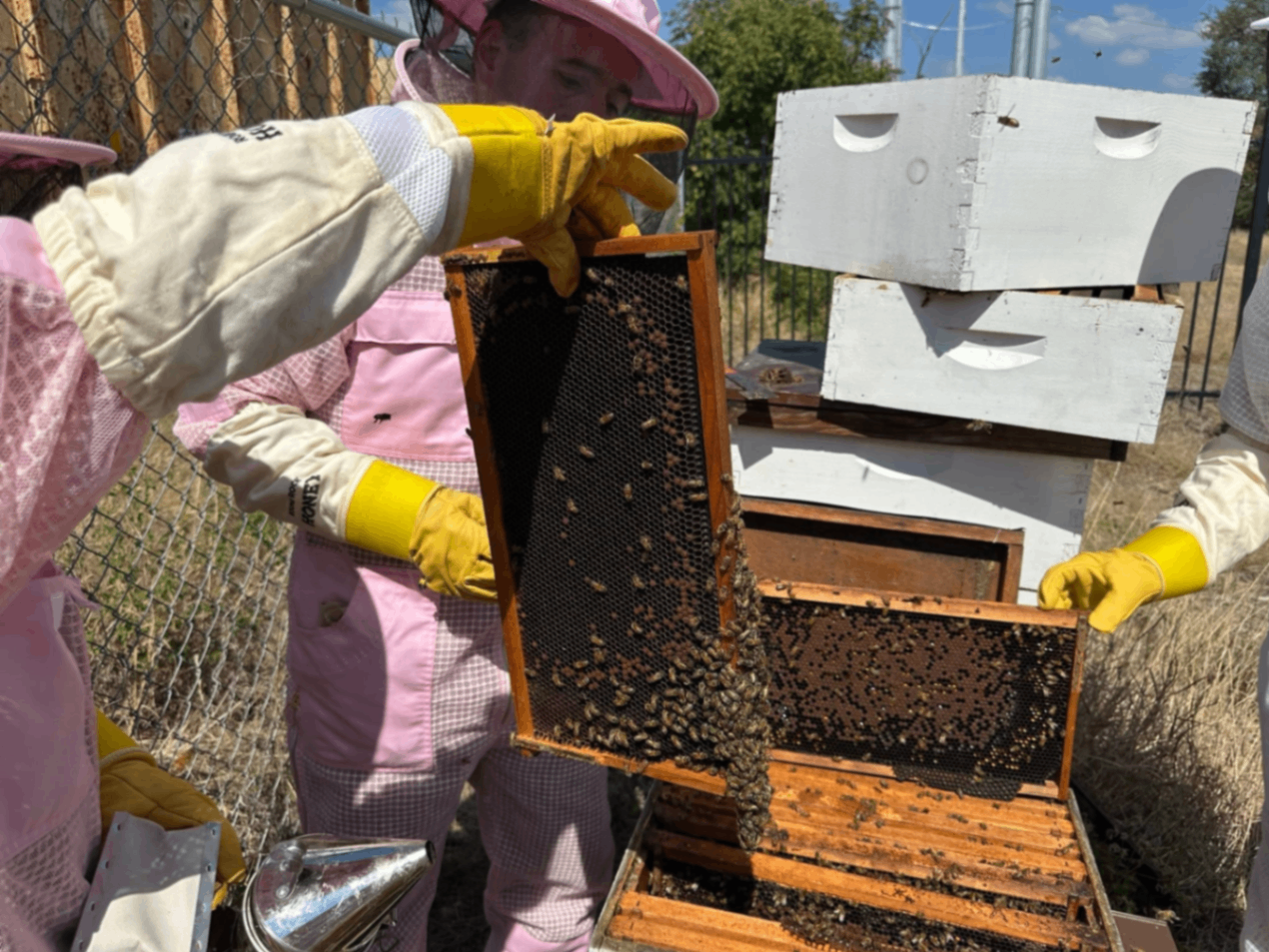 Round Rock Honey 2