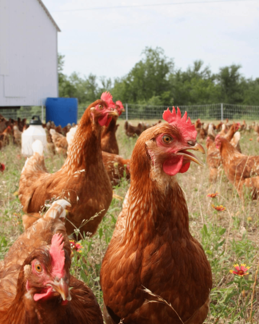 Geosmin Regenerative Farm 1