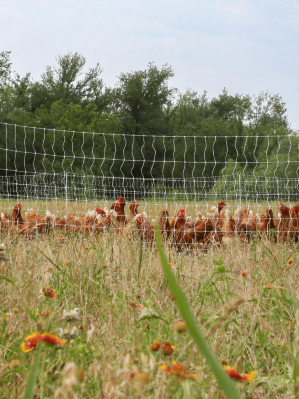 Geosmin Regenerative Farm 4