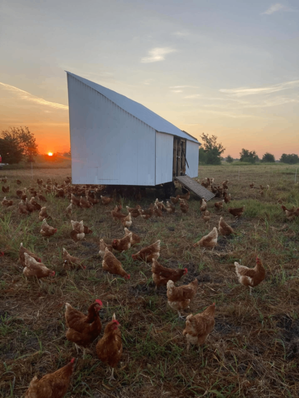 Geosmin Regenerative Farm 5