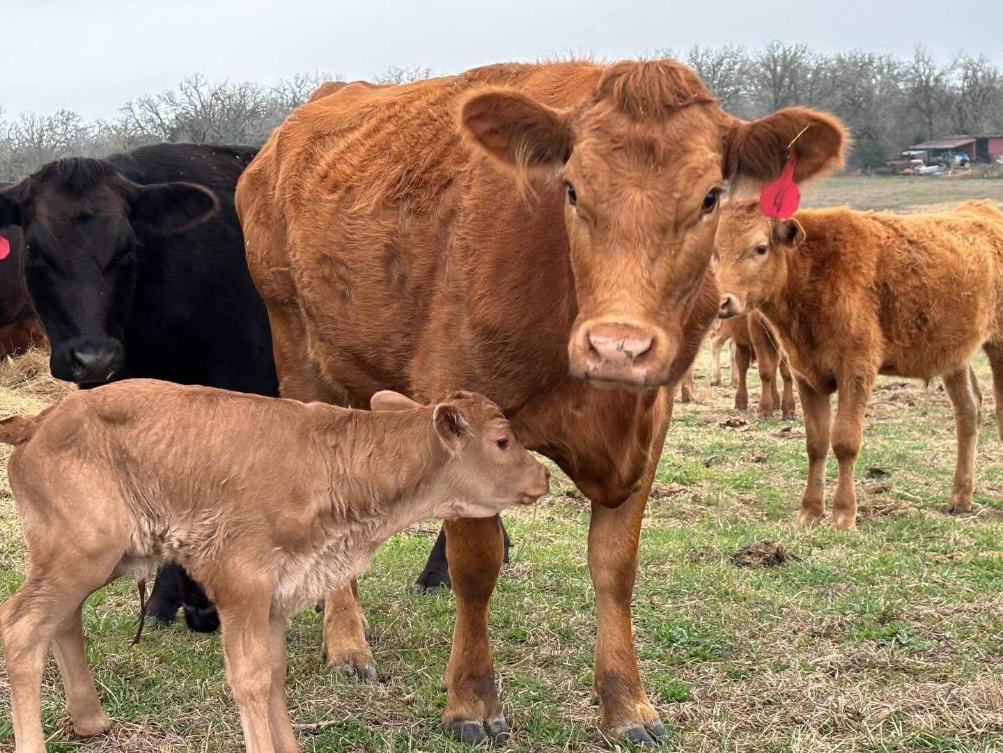 Amber Oaks Ranch 5