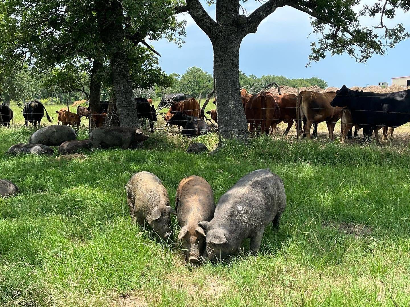 Amber Oaks Ranch 1