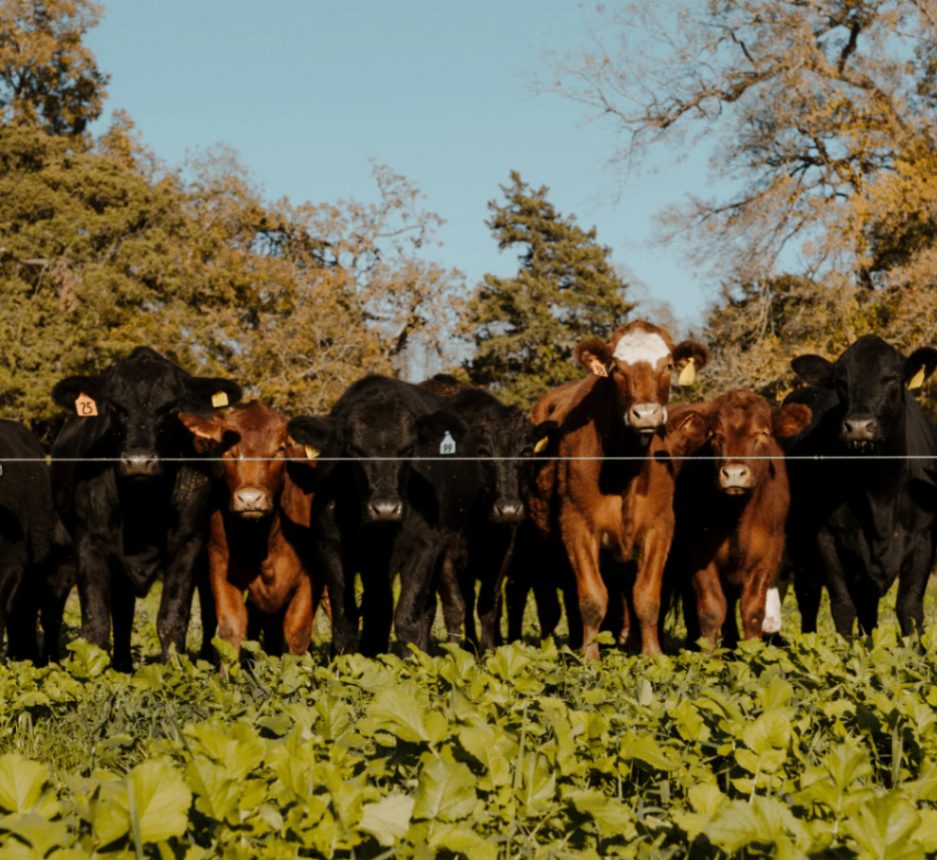 Shirttail Creek Farm and Farm Shop 2