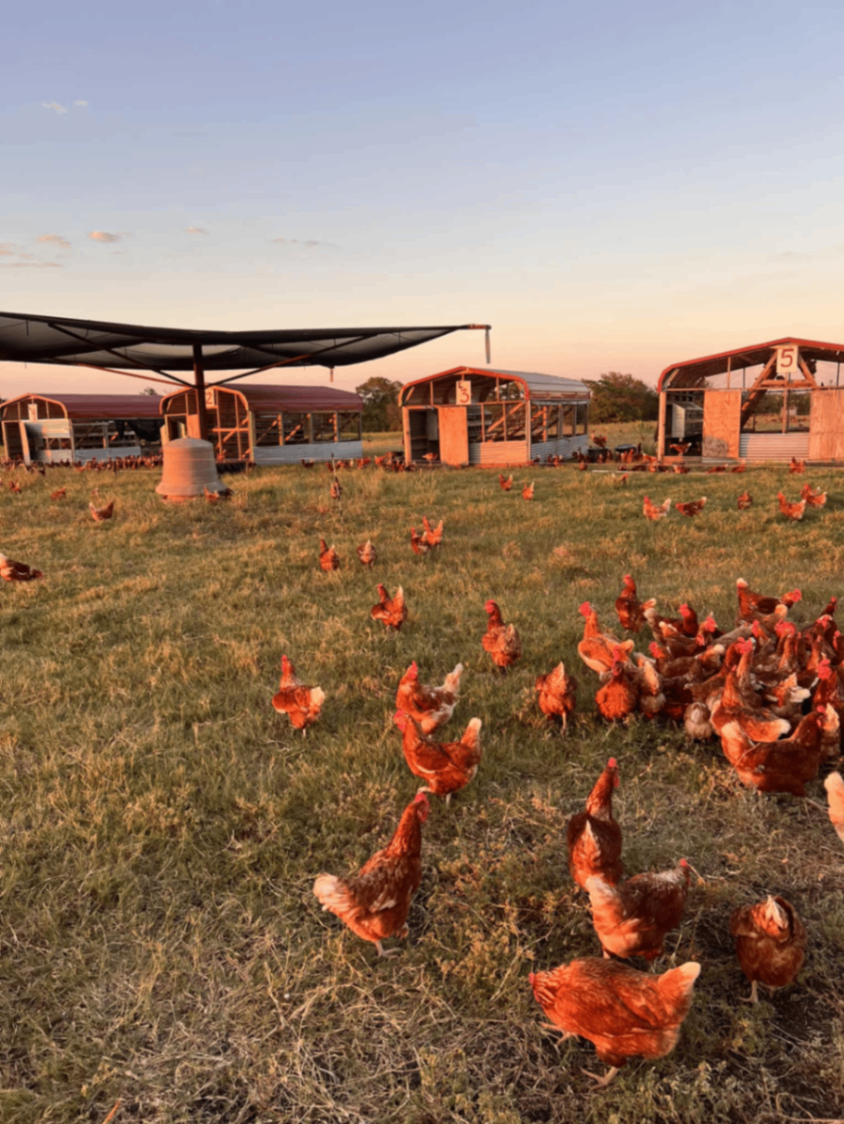 Shirttail Creek Farm and Farm Shop 4