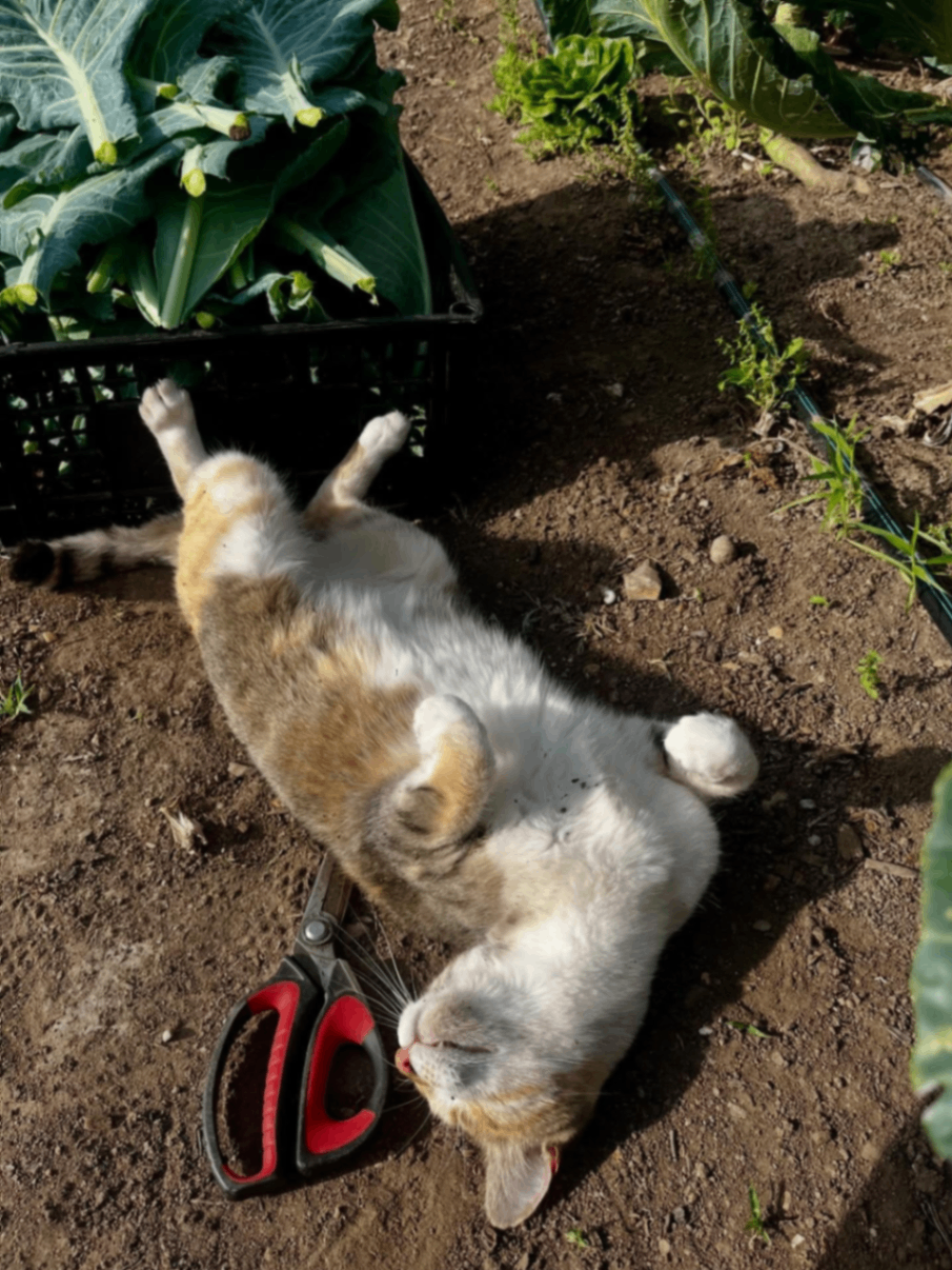 Boggy Creek Farm Stand 5